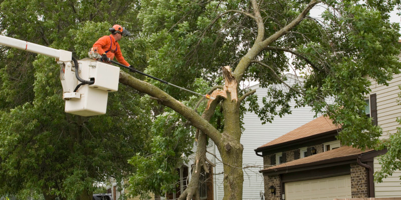 Emergency Tree Services in Jacksonville, North Carolina