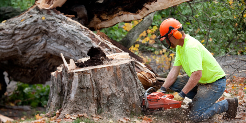 Tree Removal in Jacksonville, North Carolina