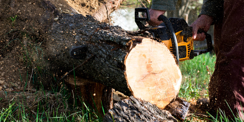 Tree Services in Jacksonville, North Carolina