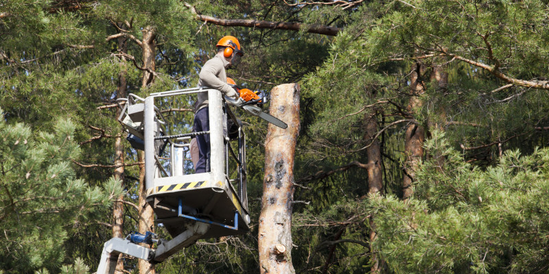 Tree Trimming in Jacksonville, North Carolina