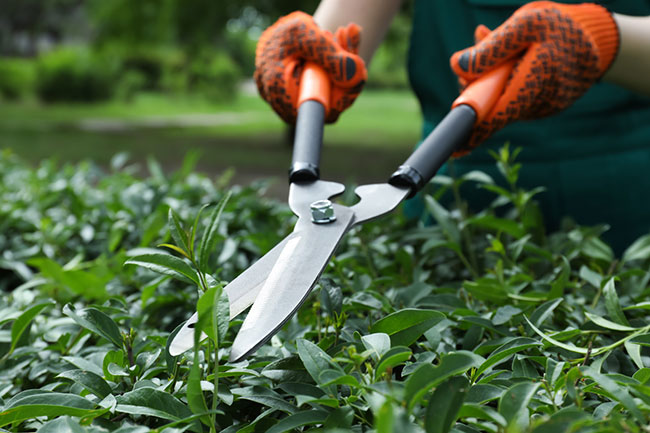 Shrub trimming