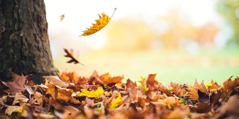 Why Mulching is the Best Option for Leaf Removal