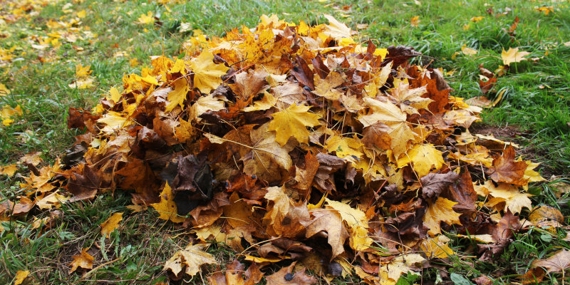 Why Leaf Removal Matters More Than You Think